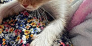 Oliver joined the competition — help win amazing prizes! kitten, cat, paw, whiskers, floral_pattern, fabric, blanket, indoor, closeup, cute, pet, young, fur, curious, soft, window, light, animal, mammal, orange