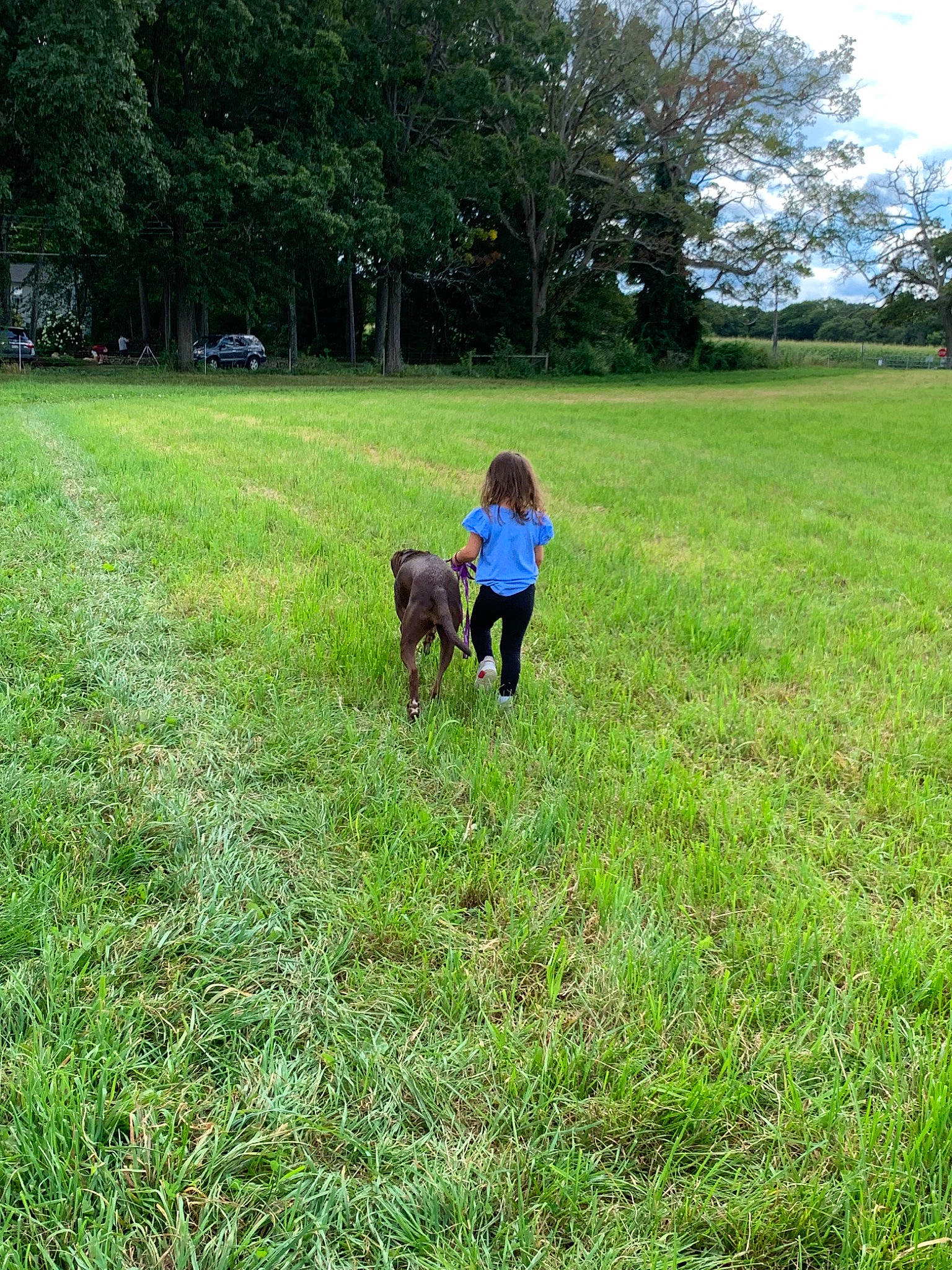Della is registered to the contest to win money with this photo: canidae, carnivore, dog, dog_breed, dog_walking, grass, grass_family, grassland, green, guard_dog, labrador_retriever, land_lot, lawn, leash, meadow, park, pasture, plant, sporting_group, tree
