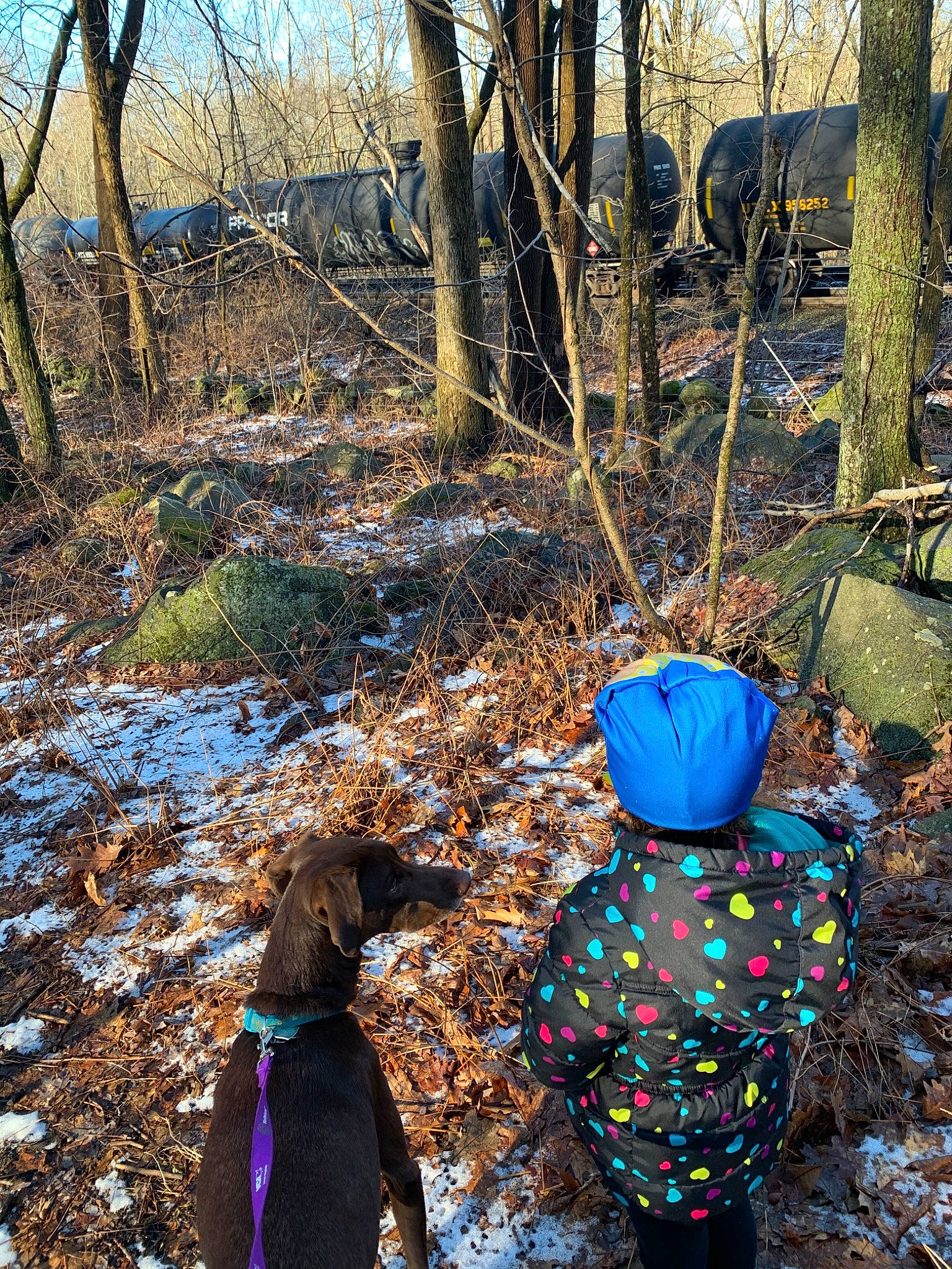 Della is registered to the contest to win money with this photo: adaptation, adventure, branch, forest, landscape, leaf, plant, recreation, spring, state_park, trail, tree, winter, woodland