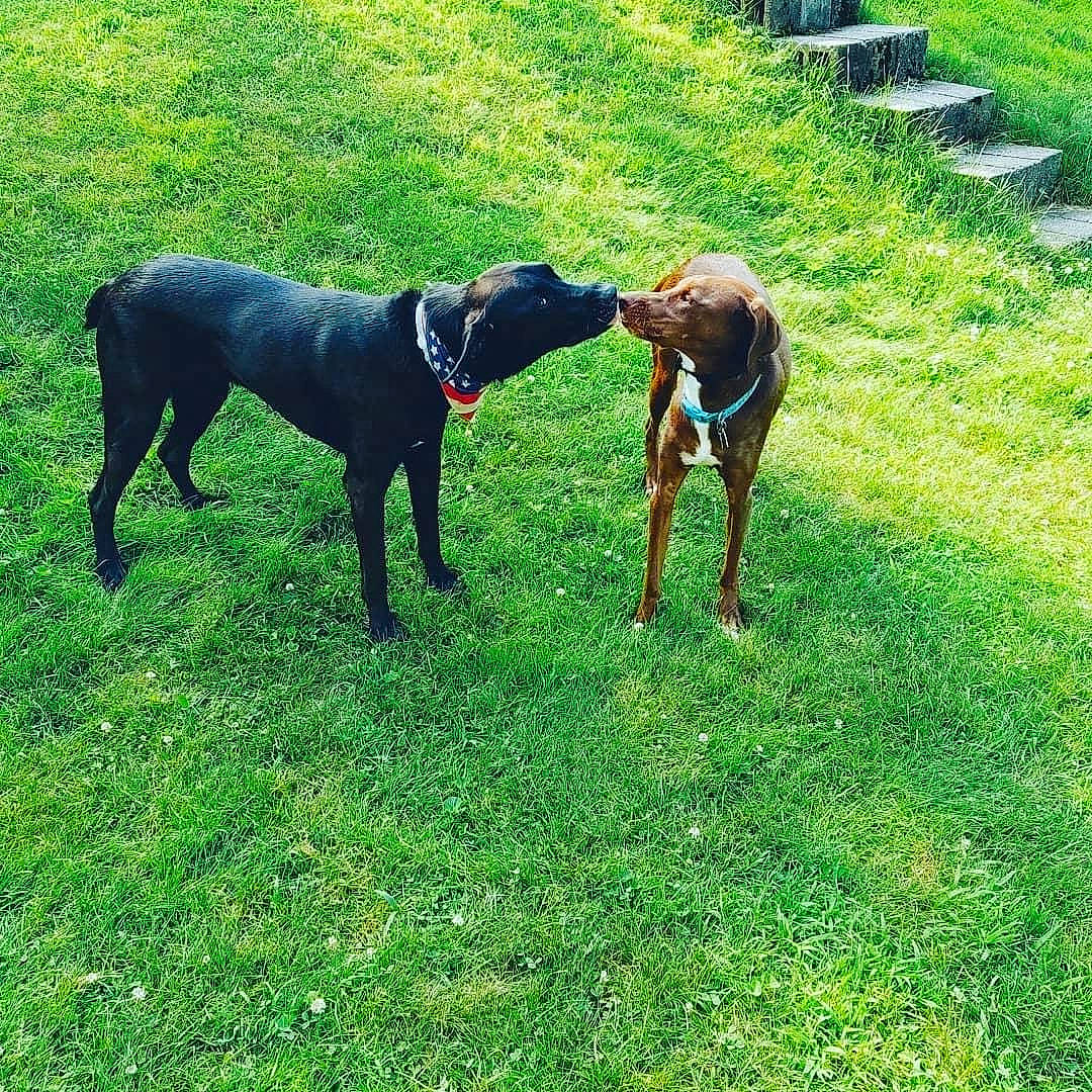 Della is registered to the contest to win money with this photo: canidae, carnivore, dobermann, dog, dog_breed, grass, guard_dog, hunting_dog, mammal, plant, sporting_group, vertebrate, working_dog