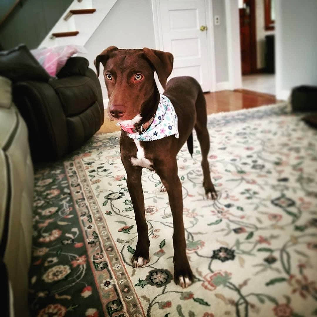 Della joined the competition — help win amazing prizes! canidae, carnivore, dog, dog_breed, dog_collar, eurohound, fawn, german_shorthaired_pointer, great_dane, liver, mammal, non_sporting_group, pointer, pointing_breed, snout, sporting_group, vertebrate, weimaraner, working_dog