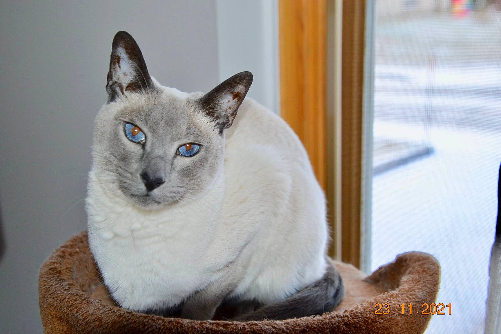 Saphir participe au concours pour gagner de l'argent avec cette photo : carnivore, cat, cat_furniture, cat_supply, comfort, domestic_short_haired_cat, door, eye, fang, felidae, fur, grey, sitting, small_to_medium_sized_cats, snout, tail, thai, whiskers