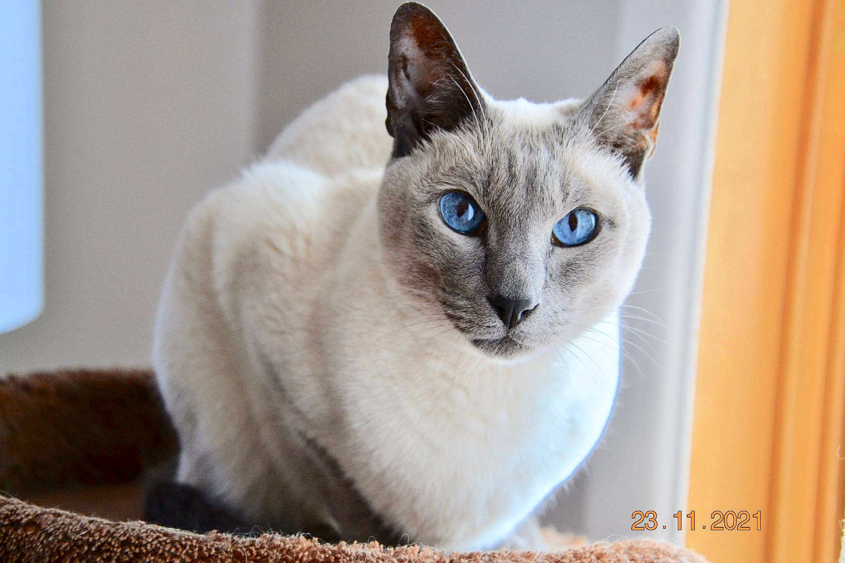 Saphir participe au concours pour gagner de l'argent avec cette photo : carnivore, cat, cat_furniture, cat_supply, collar, domestic_short_haired_cat, electric_blue, eye, fawn, felidae, fur, head, pet_supply, siamese, small_to_medium_sized_cats, terrestrial_animal, thai, whiskers, window