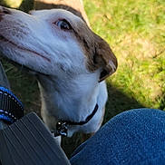 Prince is registered to the contest to win money with this photo: dog, canine, pet, outdoor, grass, sniffing, brown_and_white, collar, shadow, person, jeans, casual, daylight, closeup, animal, curious, playful, nature, companion, candid