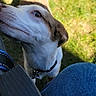 dog, canine, pet, outdoor, grass, sniffing, brown_and_white, collar, shadow, person, jeans, casual, daylight, closeup, animal, curious, playful, nature, companion, candid