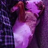 dog, sleeping, couch, blanket, plaid, pet, resting, indoor, cozy, purple_light, fur, relaxed, canine, home, comfort, snug, animal, peaceful, nap, domestic