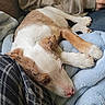 Prince joined the competition — help win amazing prizes! dog, sleeping, blanket, couch, person, casual_clothing, cozy, indoor, resting, brown_and_white, paw, human_arm, relaxation, comfort, fabric, soft_texture, close_up, companionship, pet, nap
