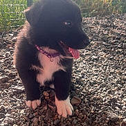 Bule participe au concours pour gagner de l'argent avec cette photo : animal, black_and_white, collar, cute, daylight, dog, fence, fur, gravel, nature, outdoor, pet, plants, playful, portrait, puppy, standing, sunlight, tongue_out, young_dog