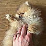 puppy, dog, pomeranian, fluffy, small_dog, hand, ring, wooden_floor, pet, cute, animal, playing, fur, lying_down, domestic_animal, paw, young, indoor, closeup, adorable
