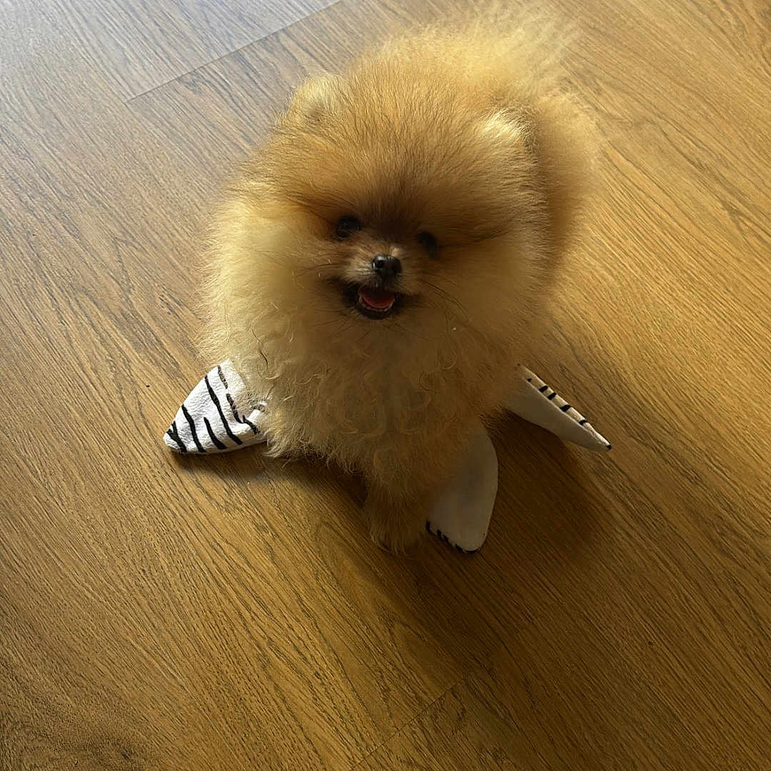 Mia participe au concours pour gagner de l'argent avec cette photo : dog, puppy, pomeranian, fluffy, small_dog, wooden_floor, indoor, pet, cute, happy, fur, animal, playful, looking_up, light_brown, socks, striped, domestic_animal, companion, adorable