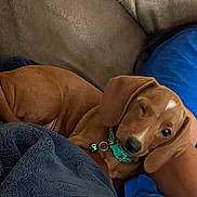 Glizzy joined the competition — help win amazing prizes! animal, blanket, blue_shirt, brown_dog, collar, companion, couch, cozy, cute, dog, fur, indoors, nap, person, pet, puppy, relaxed, resting, sleepy, winking