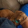 animal, blanket, blue_shirt, brown_dog, collar, companion, couch, cozy, cute, dog, fur, indoors, nap, person, pet, puppy, relaxed, resting, sleepy, winking