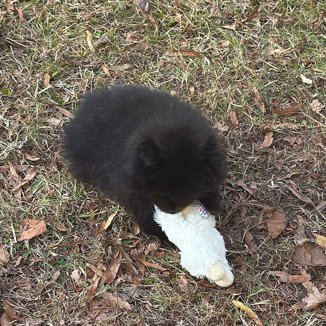 Bear joined the competition — help win amazing prizes! adorable, animal, autumn, black_dog, cute, daytime, dry_grass, fall, fluffy, grass, leaves, nature, outdoor, pet, play, plush_toy, puppy, small_dog, toy, young_dog