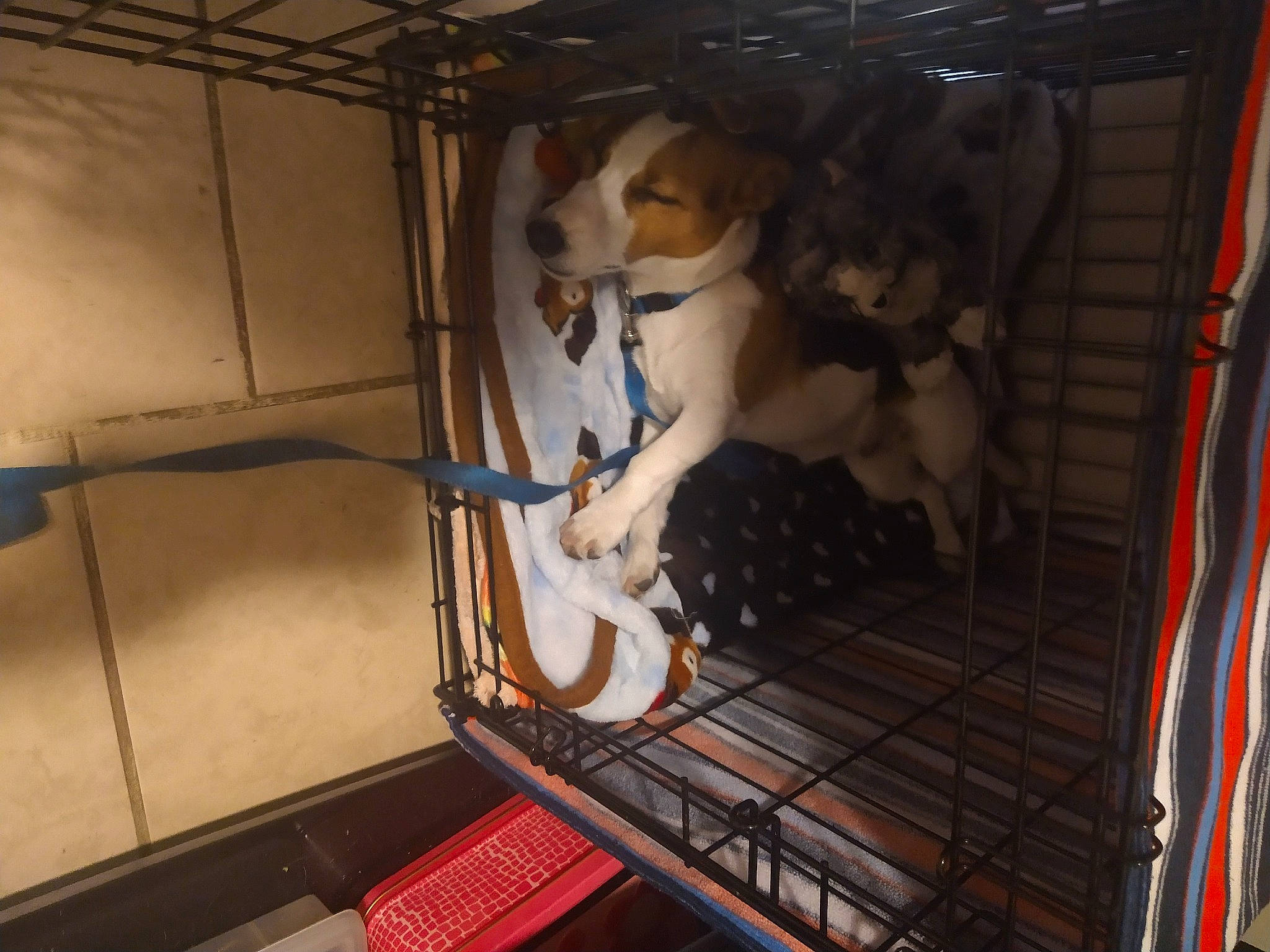 Charlie joined the competition — help win amazing prizes! animal_shelter, cage, canidae, carnivore, companion_dog, dishwasher, dog, dog_breed, dog_crate, dog_supply, fawn, machine, metal, pet_supply, room, snout, sporting_group, toy, wood, working_animal