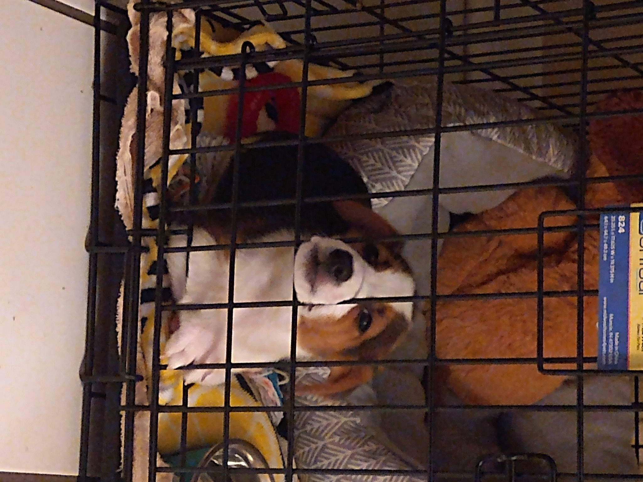 Charlie joined the competition — help win amazing prizes! animal_shelter, cage, canidae, carnivore, companion_dog, dog, dog_breed, dog_crate, dog_supply, fur, gas, kennel, machine, mesh, metal, pet_supply, service, snout, sporting_group, working_animal