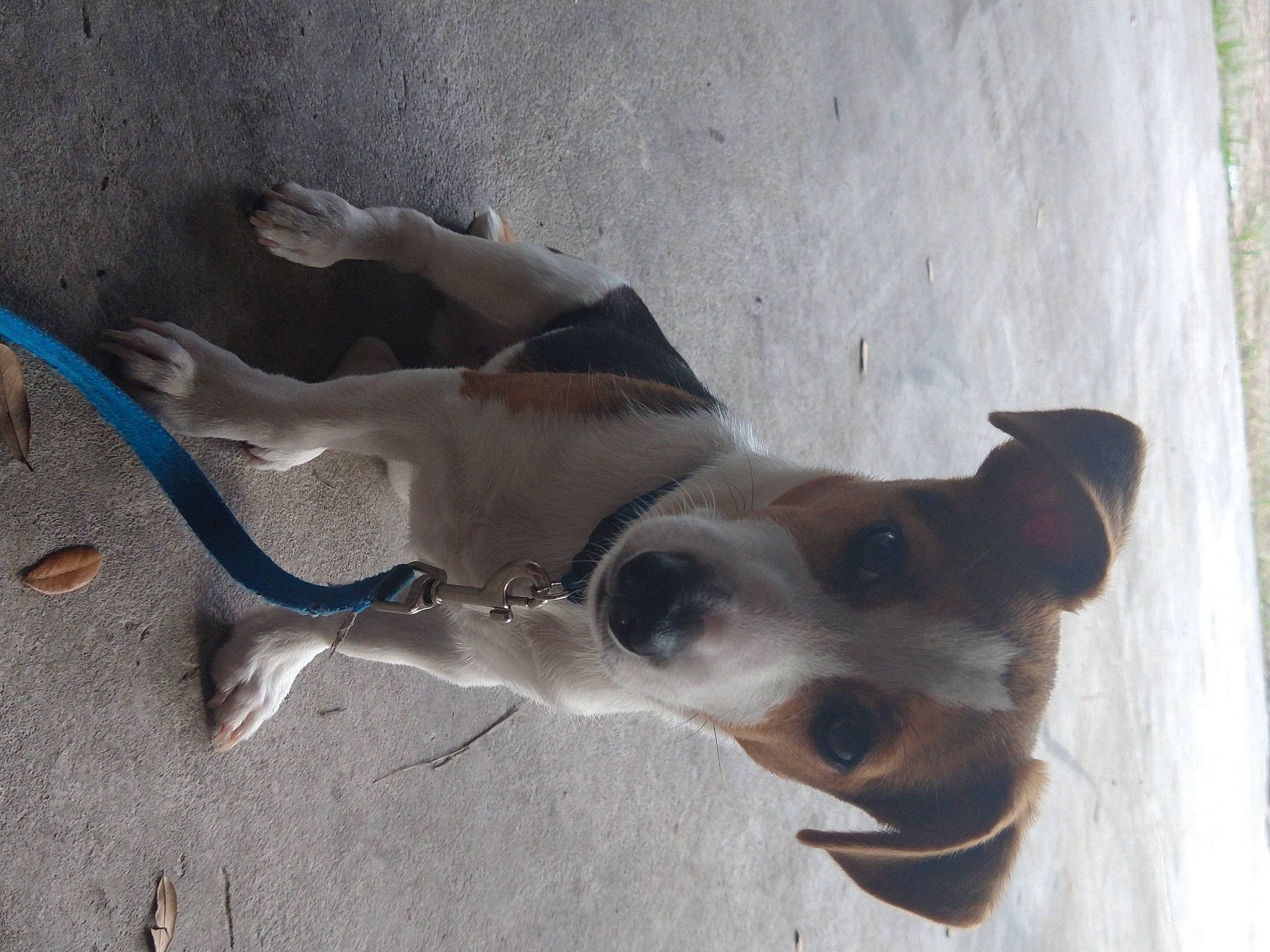 Charlie is registered to the contest to win money with this photo: canidae, carnivore, collar, companion_dog, dog, dog_breed, fawn, non_sporting_group, pet_supply, snout, sporting_group, terrestrial_animal, whiskers, wood, working_animal