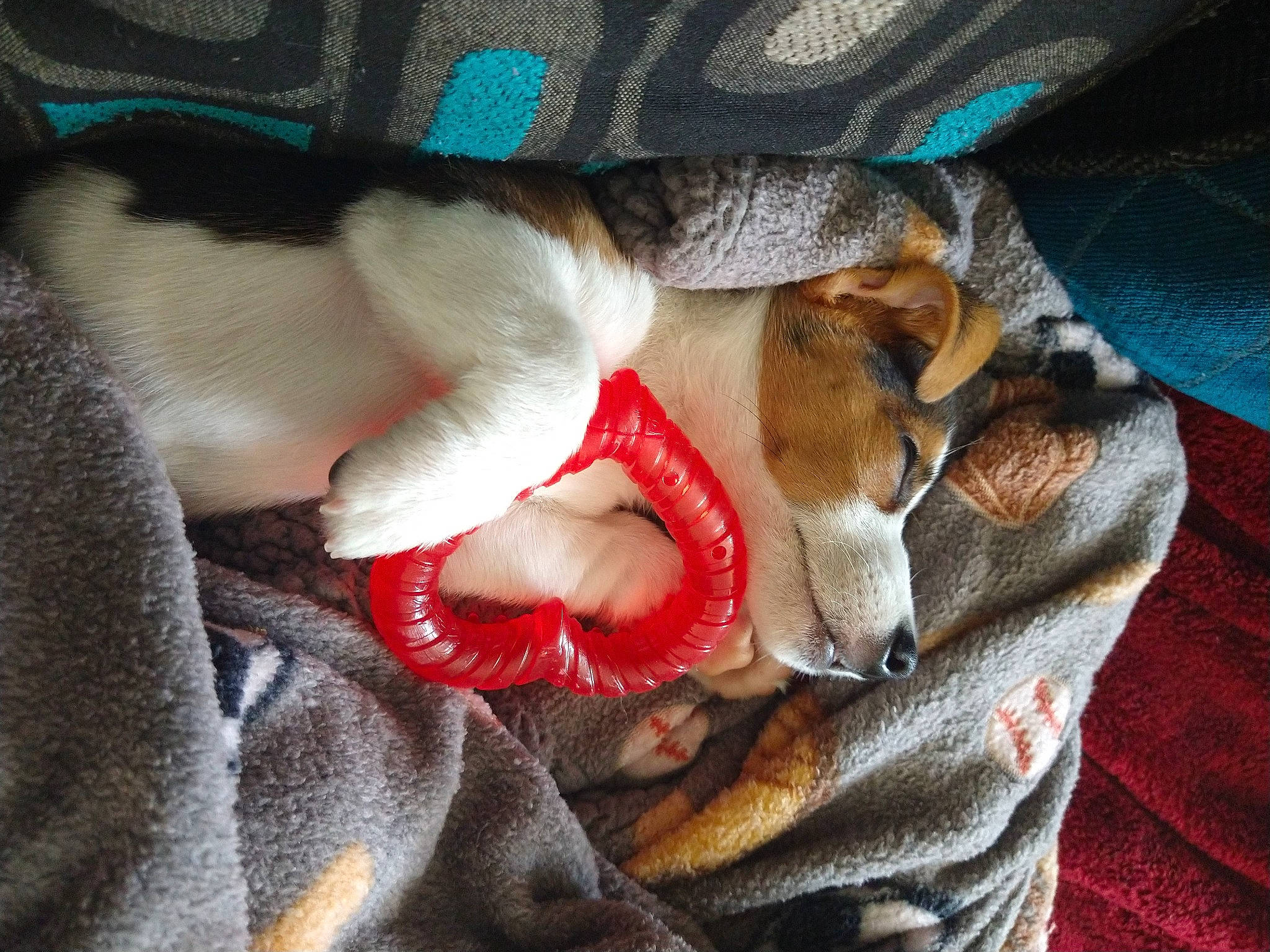 Charlie joined the competition — help win amazing prizes! carmine, carnivore, claw, comfort, companion_dog, dog_breed, fawn, felidae, fur, fur_clothing, linens, nap, paw, small_to_medium_sized_cats, snout, sporting_group, tail, toy, vertebrate, whiskers