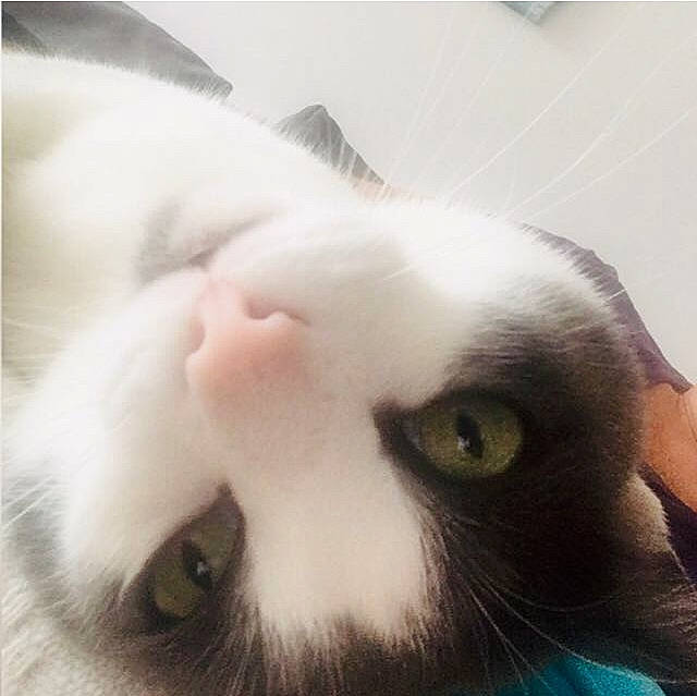 Léon a rejoint le concours — aidez-le/la à gagner de superbes lots ! carnivore, cat, claw, comfort, domestic_short_haired_cat, ear, felidae, fur, jaw, nose, paw, small_to_medium_sized_cats, snout, terrestrial_animal, whiskers