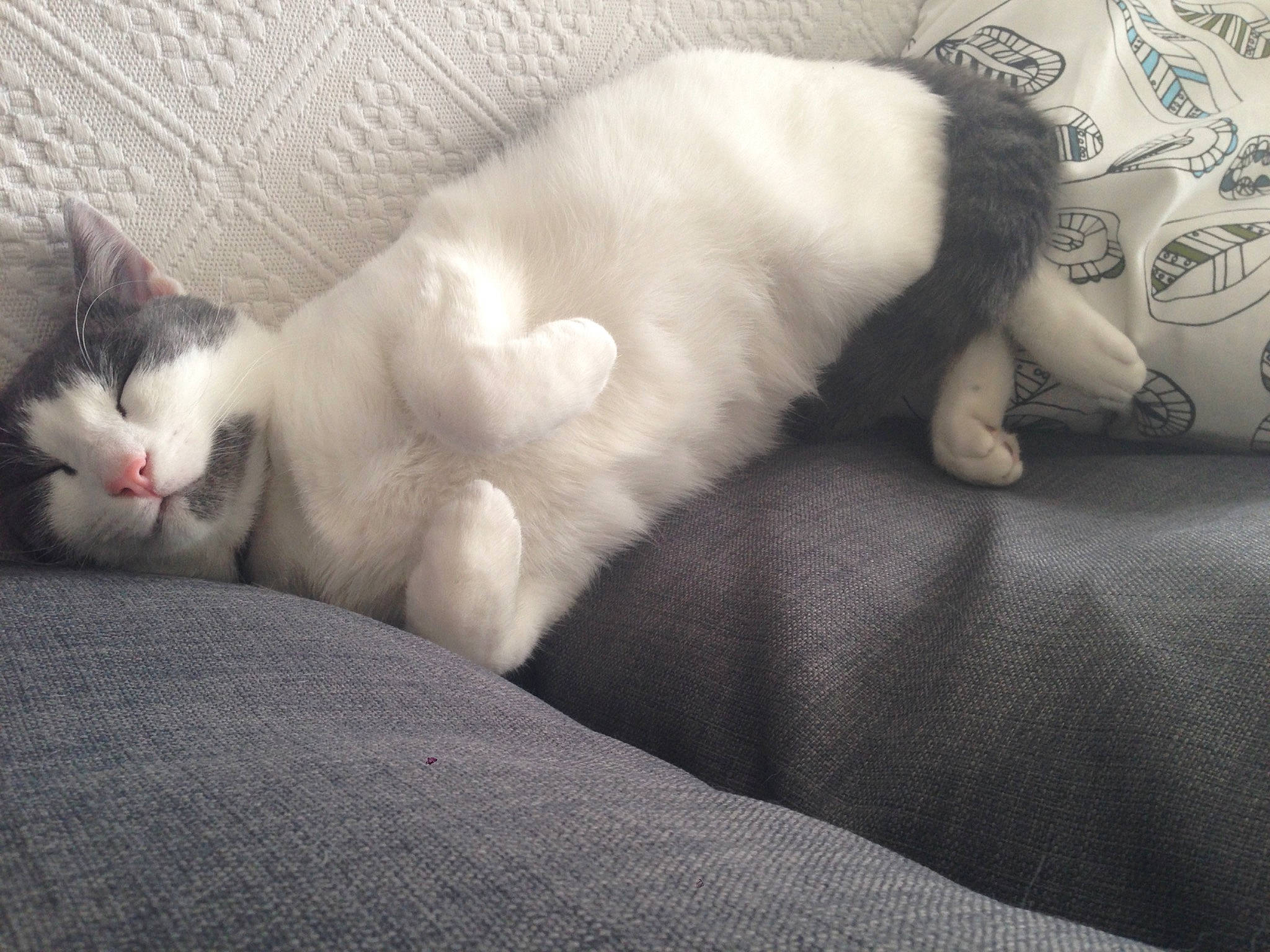 Léon a rejoint le concours — aidez-le/la à gagner de superbes lots ! carnivore, cat, claw, comfort, companion_dog, domestic_short_haired_cat, felidae, foot, fur, grey, human_leg, monochrome, monochrome_photography, nap, paw, small_to_medium_sized_cats, snout, tail, terrestrial_animal, whiskers