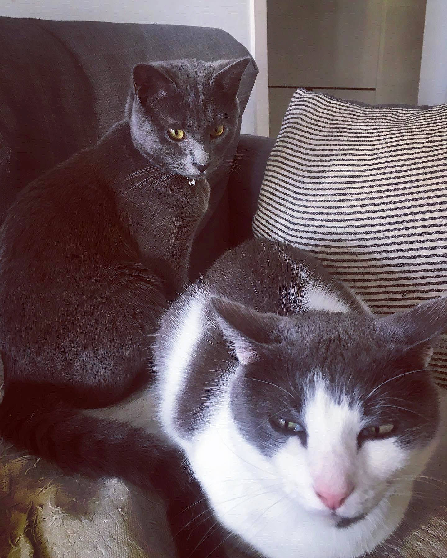 Ulysse a rejoint le concours — aidez-le/la à gagner de superbes lots ! carnivore, cat, cat_supply, comfort, couch, domestic_short_haired_cat, felidae, fur, grey, mammal, paw, pet_supply, small_to_medium_sized_cats, snout, tail, whiskers, window