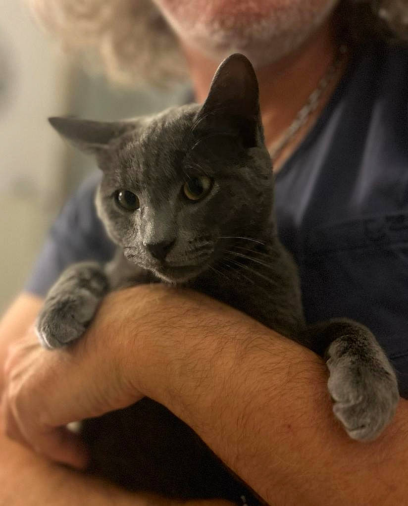 Ulysse participe au concours pour gagner de l'argent avec cette photo : carnivore, cat, claw, comfort, domestic_short_haired_cat, ear, felidae, finger, foot, fur, gesture, grey, hand, nail, paw, russian_blue, sitting, small_to_medium_sized_cats, snout, whiskers