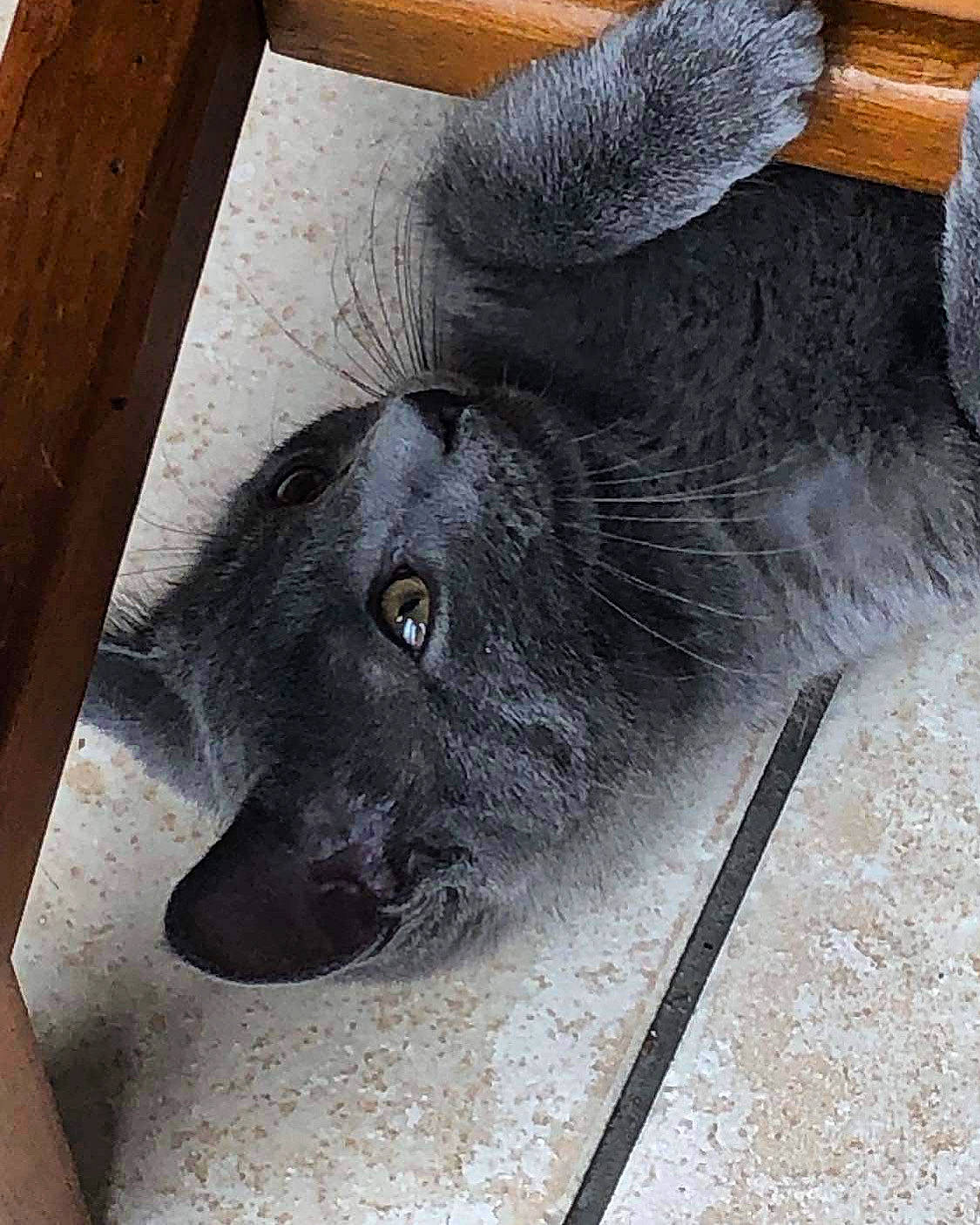 Ulysse participe au concours pour gagner de l'argent avec cette photo : borador, canidae, carnivore, companion_dog, dog, dog_breed, flooring, fur, grey, hardwood, liver, pet_supply, plank, snout, sporting_group, terrestrial_animal, whiskers, wood, working_animal