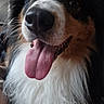 Urus a rejoint le concours — aidez-le/la à gagner de superbes lots ! dog, tongue, close_up, happy, pet, animal, fur, fluffy, portrait, indoor, canine, black, white, brown, nose, eyes, mouth, tongue_out, cute, friendly