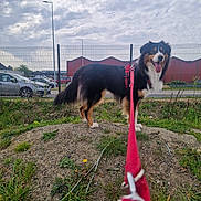 Urus participe au concours pour gagner de l'argent avec cette photo : dog, red_harness, leash, dirt_mound, grass, fence, park, cloudy_sky, car, urban, outdoor, pet, animal, happy, tongue_out, standing, side_view, red_building, metal_fence, daytime