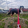 dog, red_harness, leash, dirt_mound, grass, fence, park, cloudy_sky, car, urban, outdoor, pet, animal, happy, tongue_out, standing, side_view, red_building, metal_fence, daytime