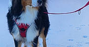 Urus participe au concours pour gagner de l'argent avec cette photo : dog, snow, leash, harness, outdoor, animal, pet, canine, winter, footprints, fur, black, white, brown, standing, alert, cold, concrete_wall, daylight, nature