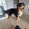 Urus a rejoint le concours — aidez-le/la à gagner de superbes lots ! dog, indoor, floor, wooden_floor, tricolor, tongue_out, happy, pet, canine, fur, radiator, wall, sign, decor, modern, flooring, standing, animal, companion, domestic