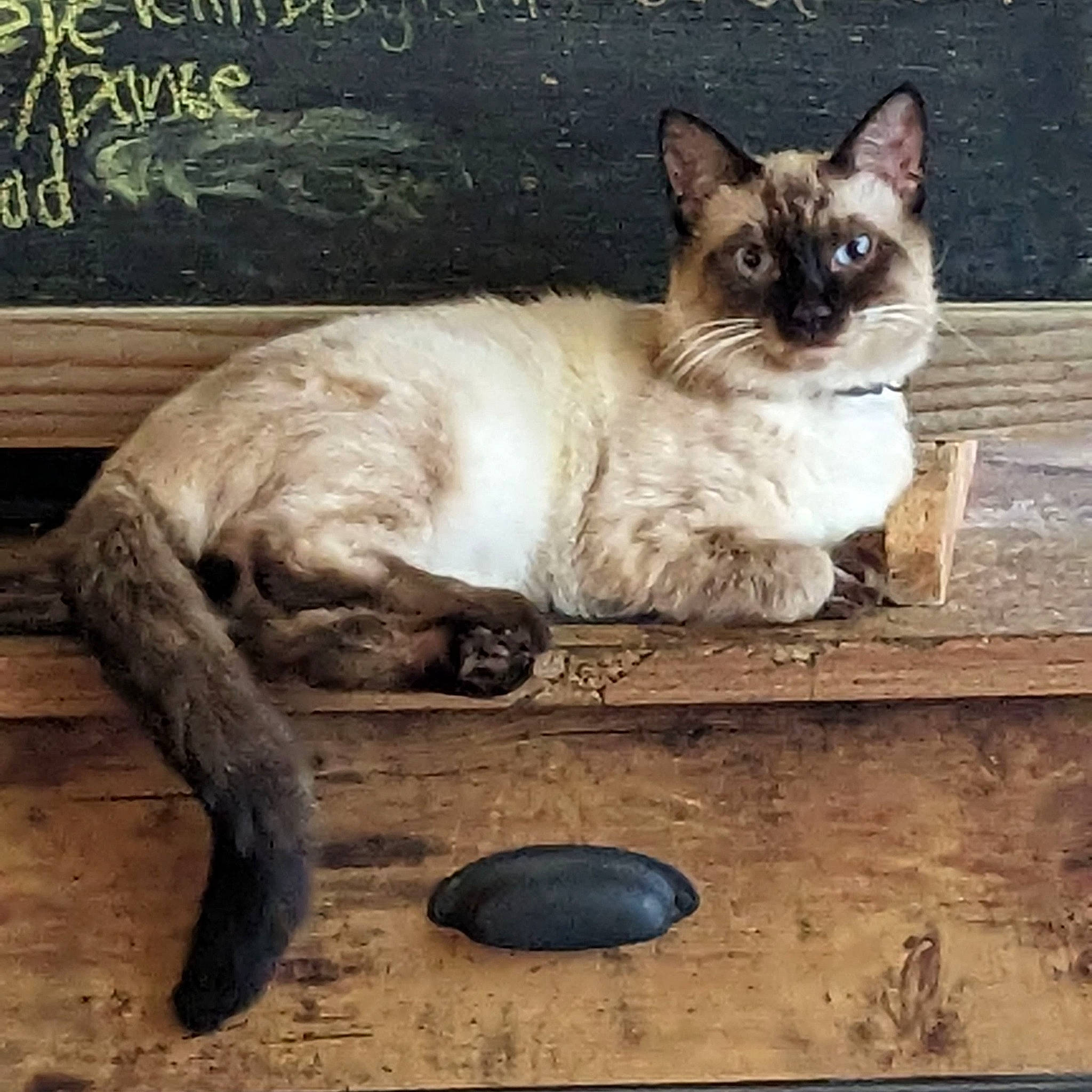 Dobby joined the competition — help win amazing prizes! carnivore, cat, door, fawn, felidae, foot, fur, photo_caption, plant, siamese, sitting, small_to_medium_sized_cats, snout, still_life_photography, tail, terrestrial_animal, thai, whiskers, window, wood