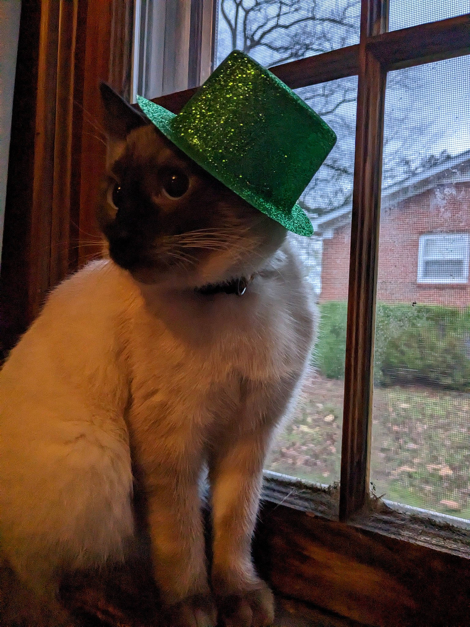 Dobby joined the competition — help win amazing prizes! carnivore, cat, costume_hat, curtain, domestic_short_haired_cat, fawn, fedora, felidae, fur, hat, plant, small_to_medium_sized_cats, snout, sun_hat, sunglasses, tail, thai, whiskers, window, wood