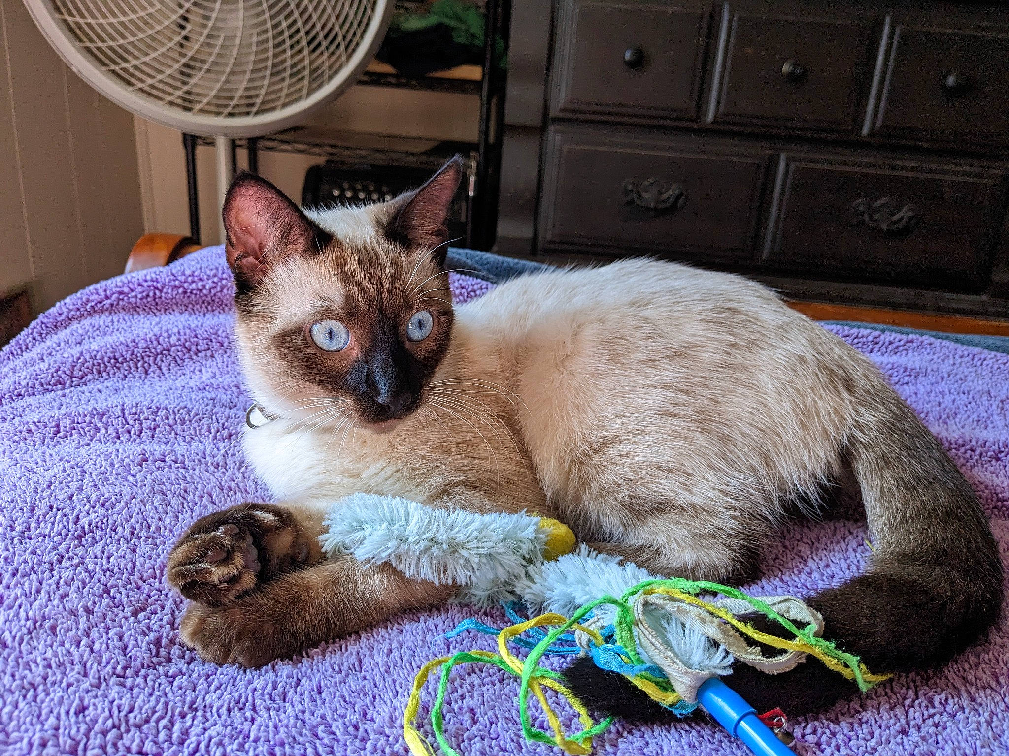 Dobby joined the competition — help win amazing prizes! balinese, blue, cabinetry, carnivore, cat, cat_supply, chest, chest_of_drawers, domestic_short_haired_cat, drawer, fawn, felidae, fur, mechanical_fan, siamese, small_to_medium_sized_cats, snout, tail, thai, whiskers