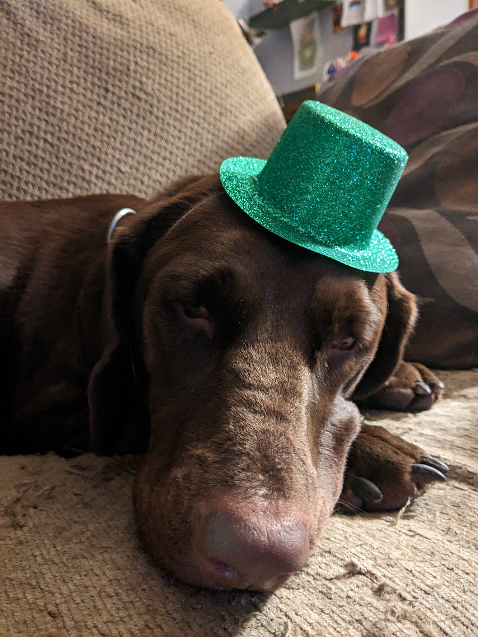 Bailey is registered to the contest to win money with this photo: canidae, carnivore, comfort, companion_dog, dog, dog_breed, fashion_accessory, fawn, fur, hat, hunting_dog, liver, non_sporting_group, snout, sporting_group, terrestrial_animal, whiskers, wood, working_animal, wrinkle