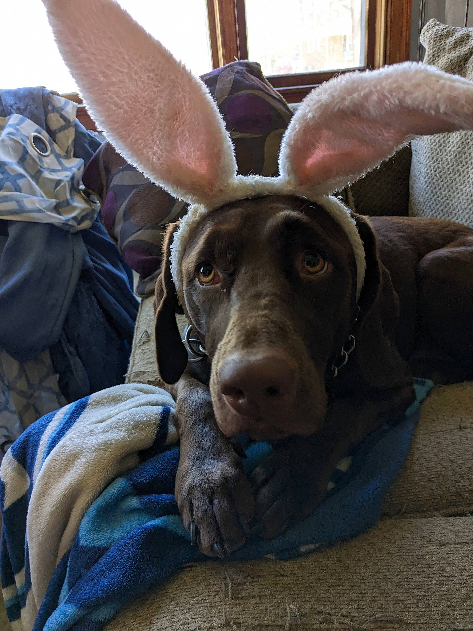 Bailey joined the competition — help win amazing prizes! canidae, carnivore, comfort, companion_dog, dog, dog_breed, ear, fawn, fur, guard_dog, liver, mammal, non_sporting_group, pointer, sitting, snout, sporting_group, toy_dog, whiskers, working_animal