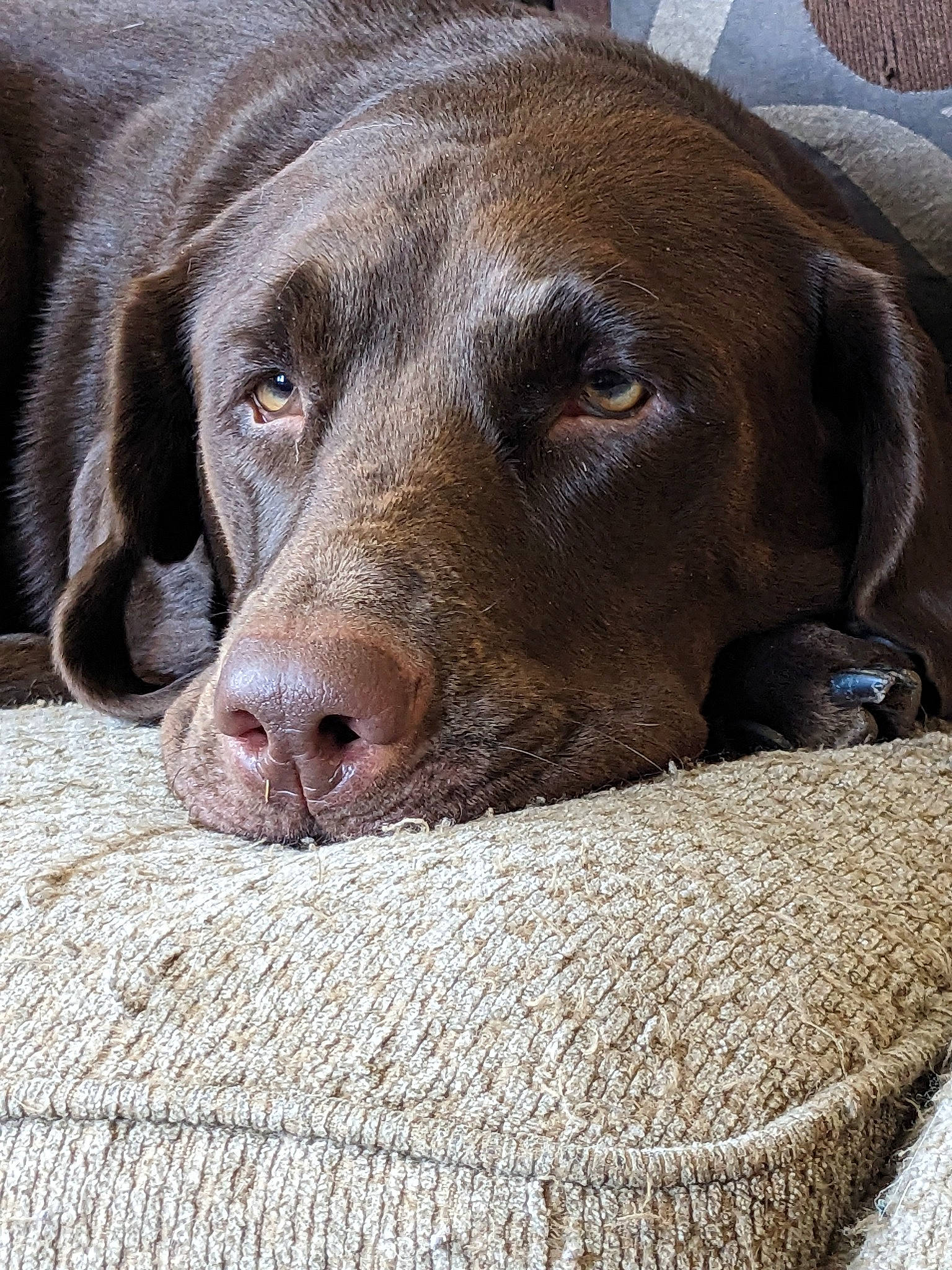 Bailey joined the competition — help win amazing prizes! carnivore, companion_dog, dog, dog_breed, ear, fawn, fur, gun_dog, liver, natural_material, sporting_group, terrestrial_animal, whiskers, working_animal