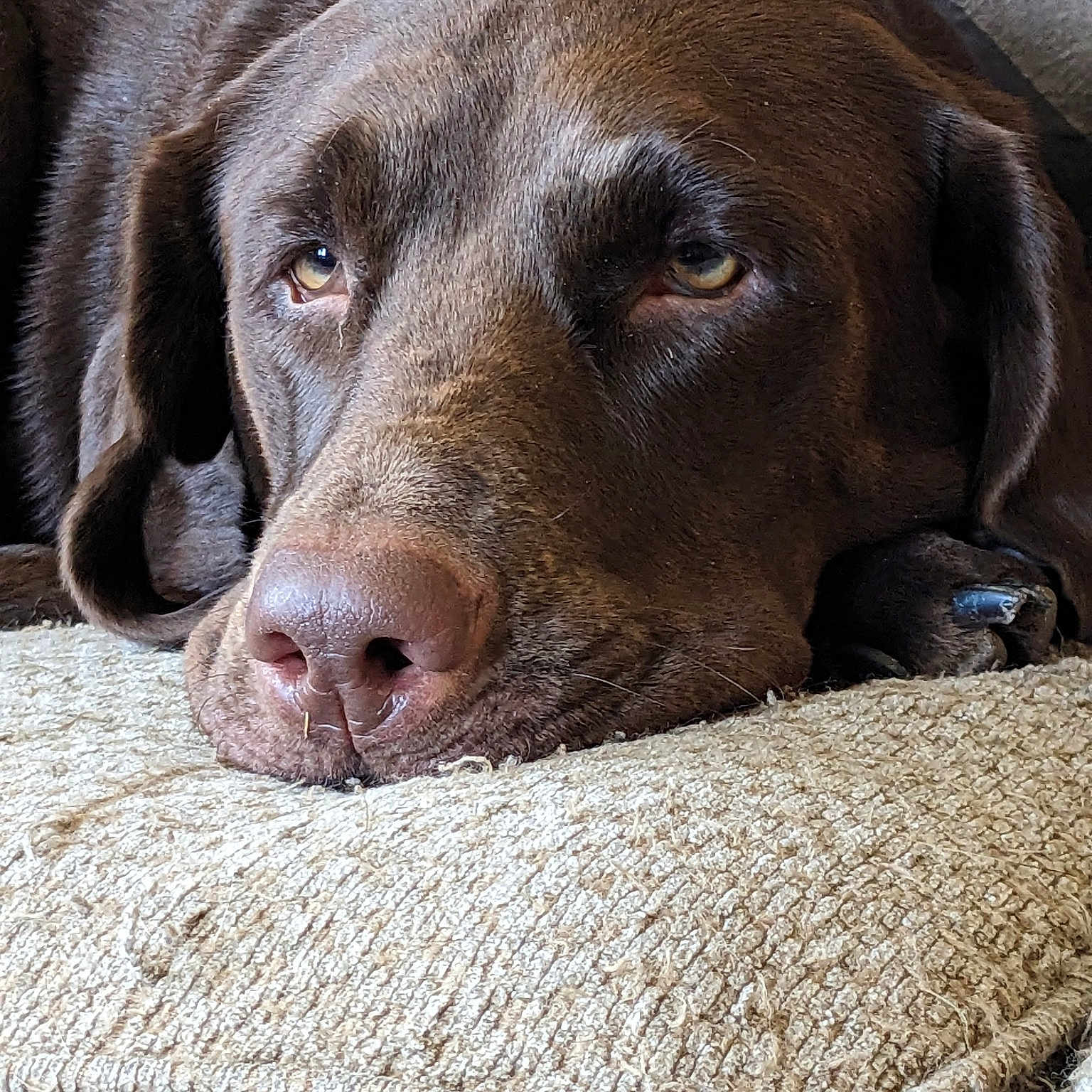 Bailey