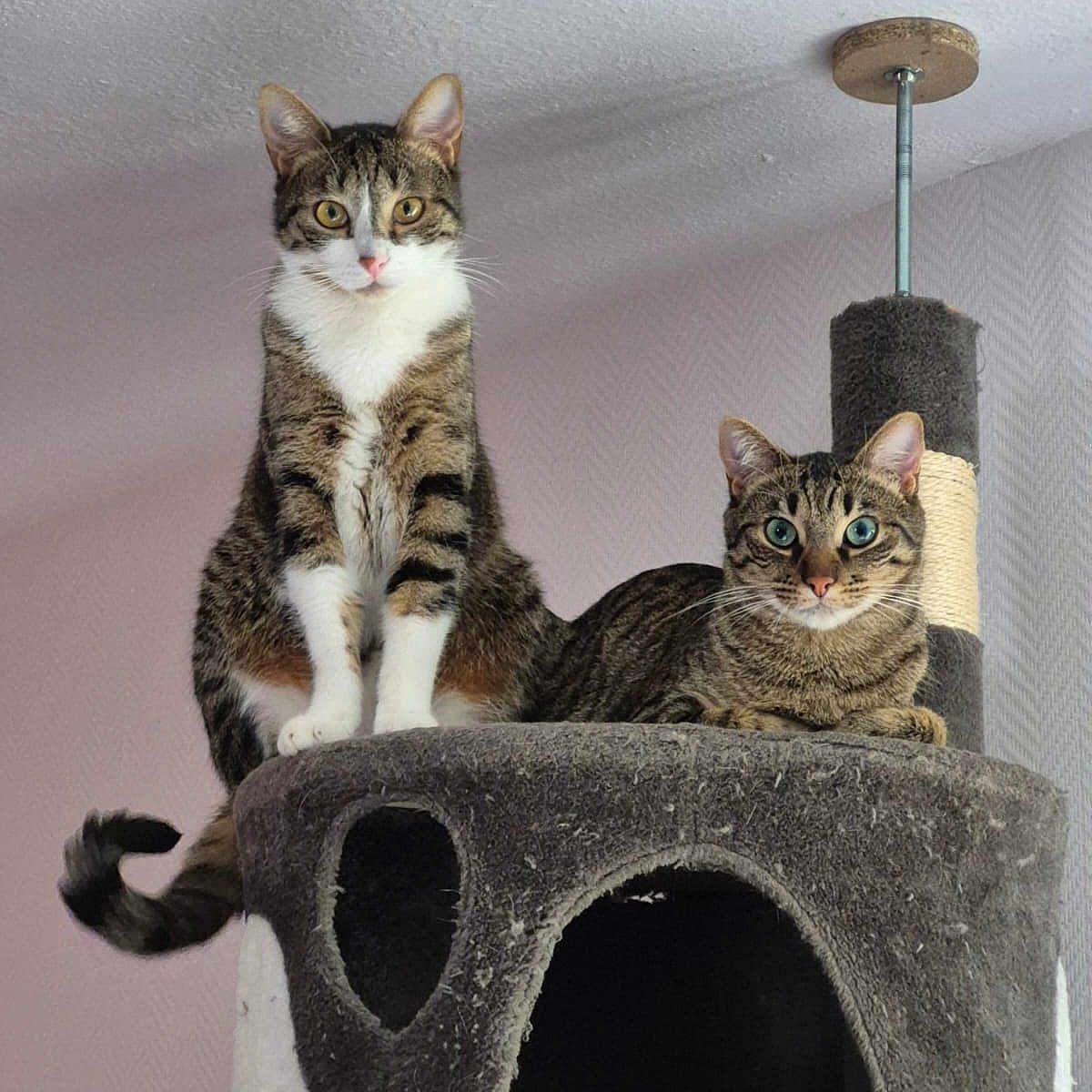 Jeanpat Et Gaspar participe au concours pour gagner de l'argent avec cette photo : animal, cat, cat_tree, companions, curious, cute, domestic_cat, ears, eyes, fur, furniture, household, indoor, lounging, pets, playful, resting, tabby_cat, tail, whiskers