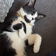 Southpaw joined the competition — help win amazing prizes! black_and_white, cat, collar, couch, cozy, cushion, ears, fur, gold_accessory, indoor, kitten, lounging, paws, pet, portrait, relaxed, sleeping, sofa, upside_down, whiskers