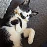 black_and_white, cat, collar, couch, cozy, cushion, ears, fur, gold_accessory, indoor, kitten, lounging, paws, pet, portrait, relaxed, sleeping, sofa, upside_down, whiskers
