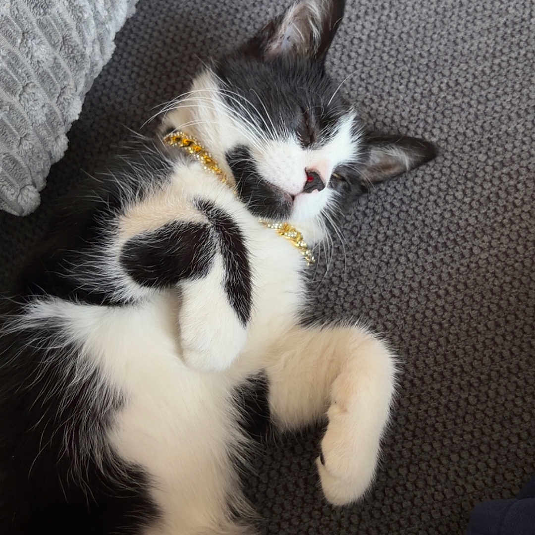 Southpaw joined the competition — help win amazing prizes! black_and_white, cat, collar, couch, cozy, cushion, ears, fur, gold_accessory, indoor, kitten, lounging, paws, pet, portrait, relaxed, sleeping, sofa, upside_down, whiskers