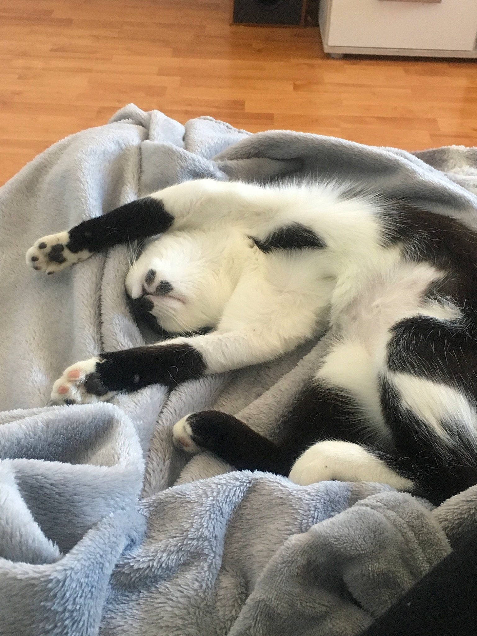 Lolie participe au concours pour gagner de l'argent avec cette photo : canidae, carnivore, fur, nap, siberian_husky, snout