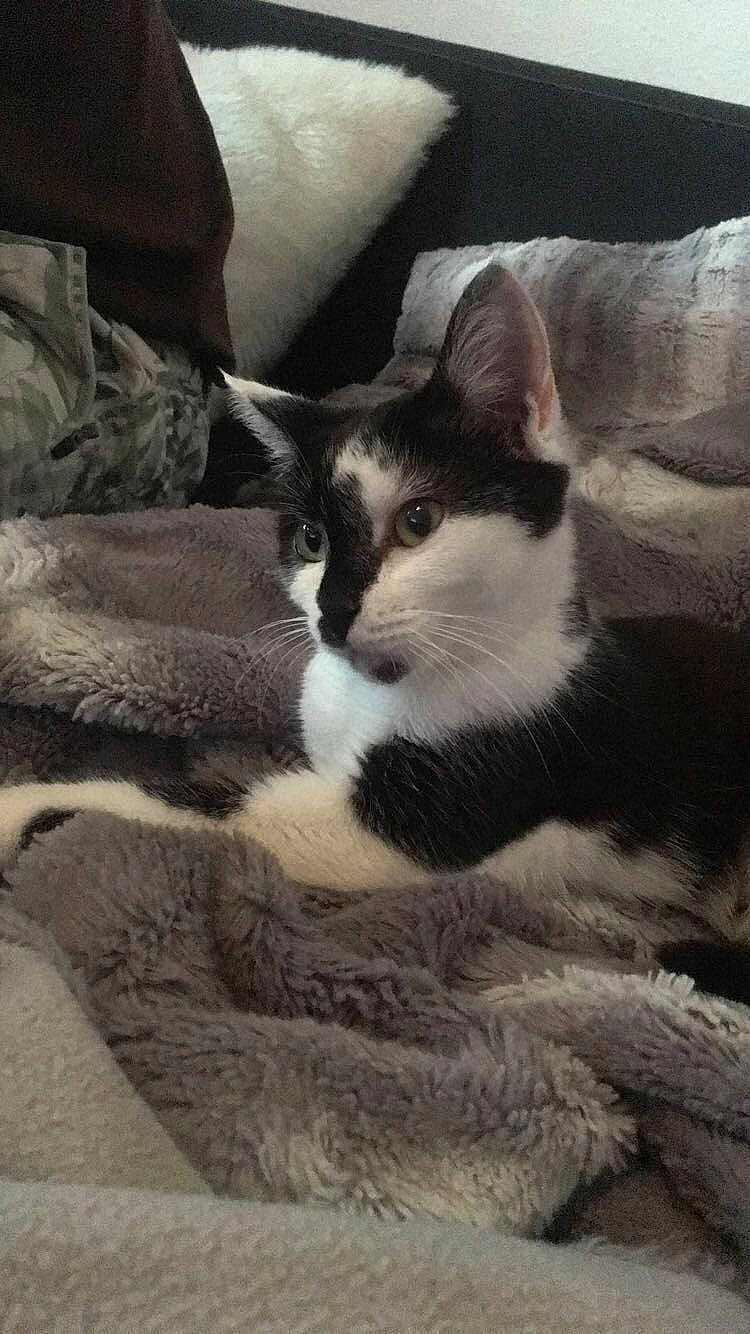 Lolie participe au concours pour gagner de l'argent avec cette photo : aegean_cat, american_wirehair, black_and_white, carnivore, cat, domestic_short_haired_cat, felidae, fur, kitten, mammal, polydactyl_cat, small_to_medium_sized_cats, snout, tail, whiskers