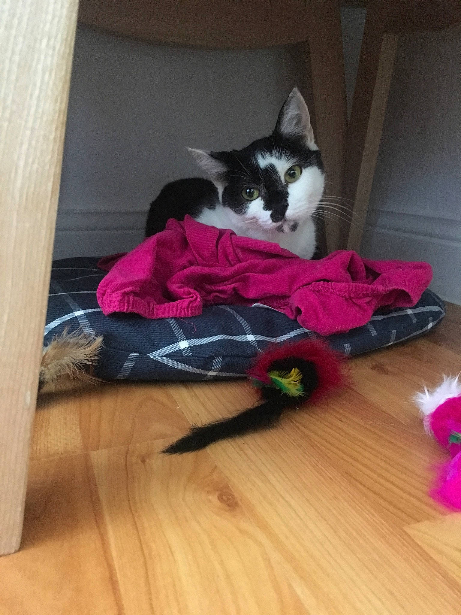 Lolie a rejoint le concours — aidez-le/la à gagner de superbes lots ! carnivore, cat, domestic_short_haired_cat, felidae, floor, flooring, fur, hardwood, kitten, laminate_flooring, norwegian_forest_cat, pink, play, room, shoe, small_to_medium_sized_cats, table, tail, whiskers, wood