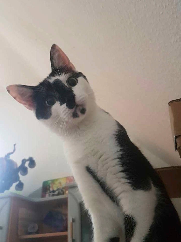 Lolie a rejoint le concours — aidez-le/la à gagner de superbes lots ! aegean_cat, american_wirehair, carnivore, cat, domestic_short_haired_cat, felidae, japanese_bobtail, kitten, mammal, polydactyl_cat, small_to_medium_sized_cats, tail, vertebrate, whiskers