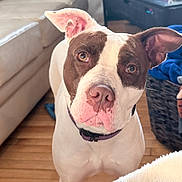 Xena is registered to the contest to win money with this photo: dog, pet, animal, portrait, close_up, white_fur, brown_fur, floppy_ears, brown_eyes, pink_nose, collar, indoors, living_room, couch, blanket, wood_floor, home, looking_at_camera, cute, funny_expression