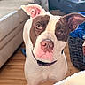 dog, pet, animal, portrait, close_up, white_fur, brown_fur, floppy_ears, brown_eyes, pink_nose, collar, indoors, living_room, couch, blanket, wood_floor, home, looking_at_camera, cute, funny_expression