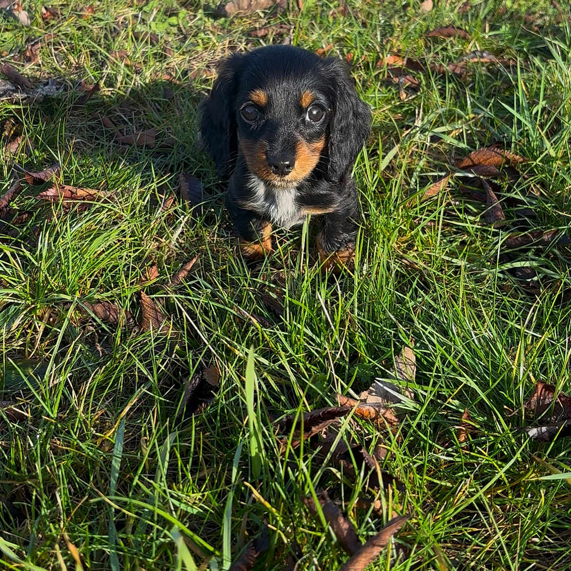 Ares participe au concours pour gagner de l'argent avec cette photo : adorable, animal, black_fur, cute, daylight, dog, eyes, fur, grass, greenery, nature, outdoor, pet, puppy, sidewalk, sitting, small, sunlight, tan_fur, young