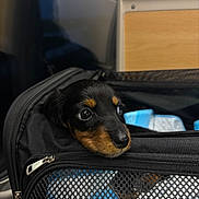 Ares a rejoint le concours — aidez-le/la à gagner de superbes lots ! animal, bag, black, brown, carrier, closeup, cute, dog, eyes, face, indoor, mesh, nose, pet, puppy, resting, soft_light, travel, young, zipper